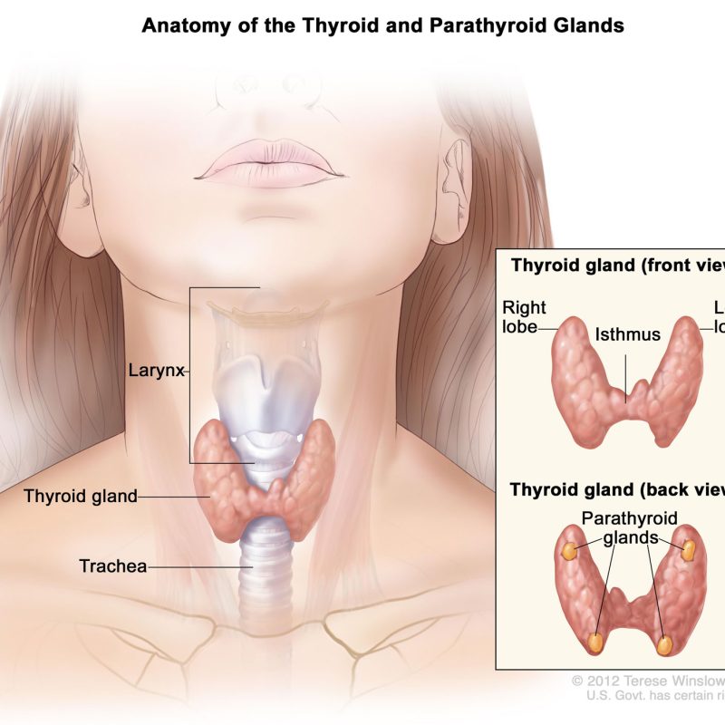 anatomy-of-thyroid-gland
